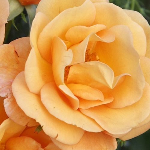 Online rózsa kertészet - virágágyi floribunda rózsa - narancssárga - Rosa Portoroź - diszkrét illatú rózsa - W. Kordes & Sons - ,-